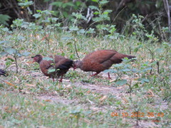 Galloperdix spadicea