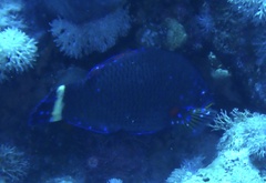 Pseudodax moluccanus