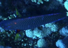Pseudodax moluccanus