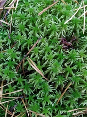 Sphagnum
