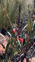 Watsonia fourcadei