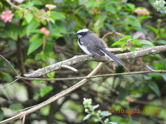 Motacilla maderaspatensis