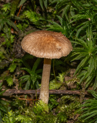 Pseudosperma sororium