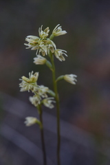 Prasophyllum cyphochilum