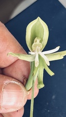 Bonatea speciosa