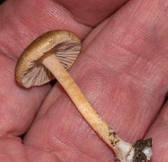 Pseudosperma sororium