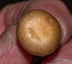 Pseudosperma sororium