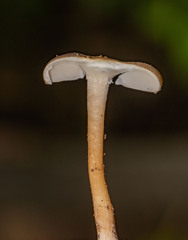 Pseudosperma sororium