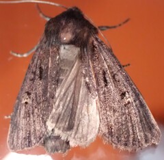 Resapamea passer