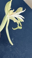 Bonatea speciosa