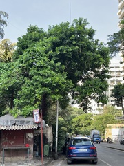 Barringtonia acutangula