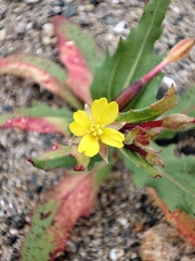 Oenothera coquimbensis