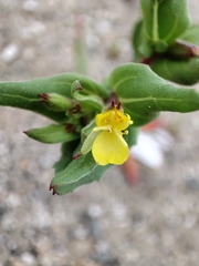 Oenothera coquimbensis