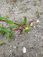 Oenothera coquimbensis