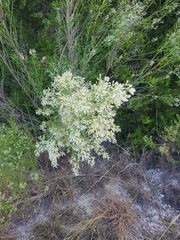 Baccharis neglecta