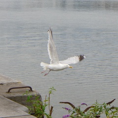 Larus argentatus