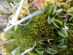 Dicranum elongatum