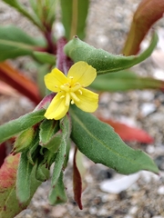 Oenothera coquimbensis