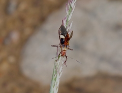 Hypselonotus interruptus