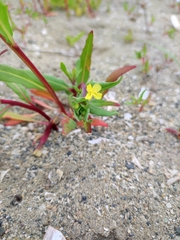 Oenothera coquimbensis