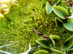 Dicranum elongatum