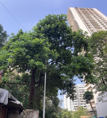 Barringtonia acutangula