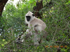 Semnopithecus priam
