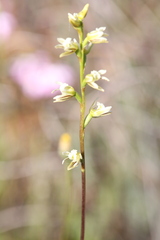 Prasophyllum cyphochilum