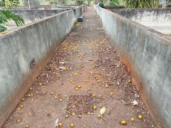 Eugenia ternatifolia