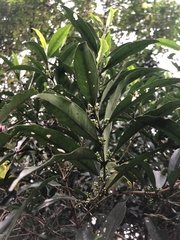 Salacia