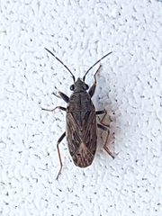 Peritrechus gracilicornis