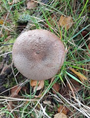 Amanita excelsa