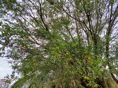 Eugenia ternatifolia