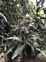 Salacia