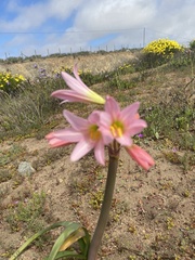 Zephyranthes advena
