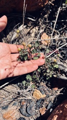Cineraria platycarpa