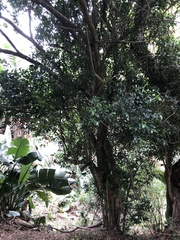 Salacia