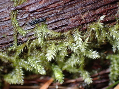 Pseudotaxiphyllum elegans