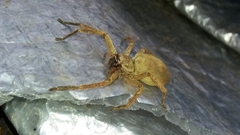 Polybetes rapidus