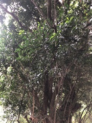 Salacia