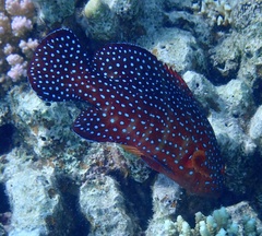 Cephalopholis miniata