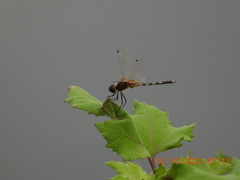 Trithemis pallidinervis