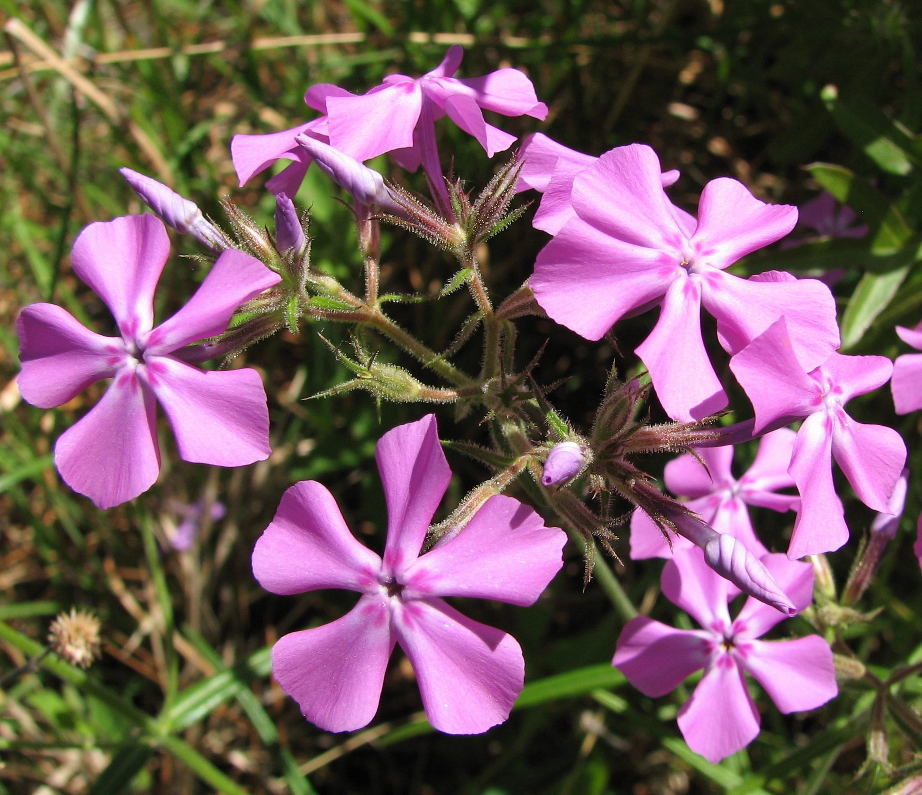 Phlox pilosa ssp. pilosa