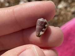 Conus ventricosus