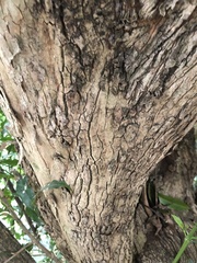 Salacia