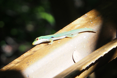 Phelsuma quadriocellata