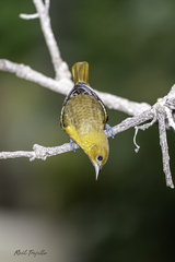 Icterus galbula