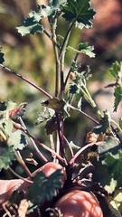 Cineraria platycarpa