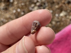 Conus ventricosus