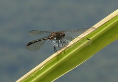 Dythemis sterilis